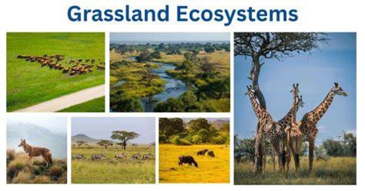 what animals live in a prairie ecosystem