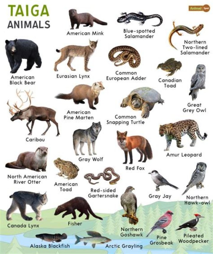 what animals live in a taiga