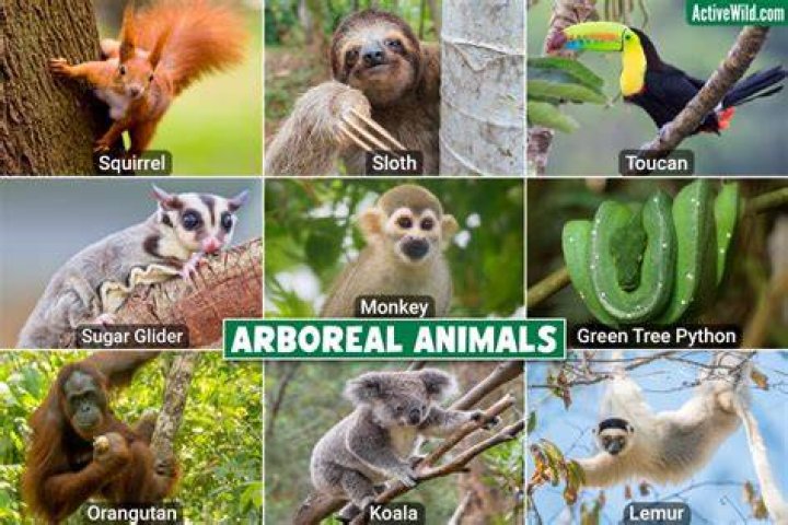 what animals live in a tree