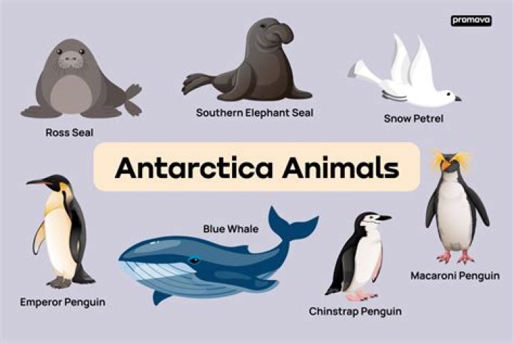 what animals live in antarctica list