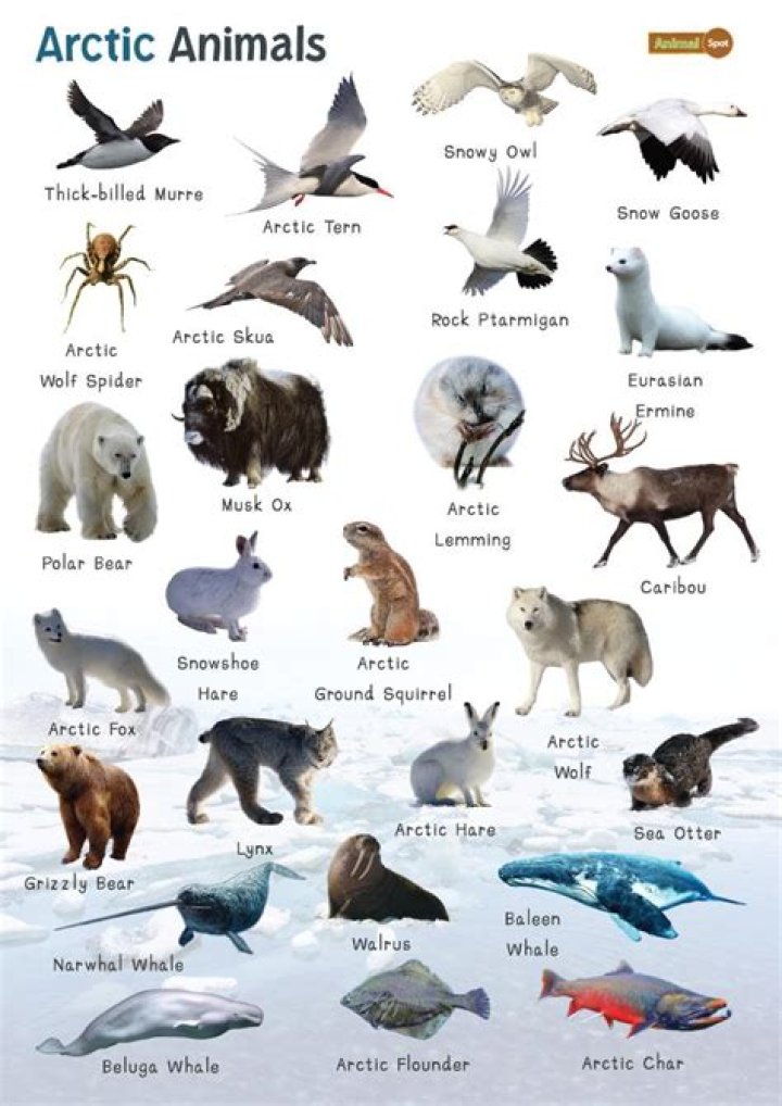 what animals live in north pole
