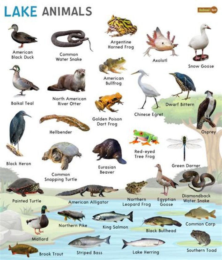 what animals live in ponds and lakes