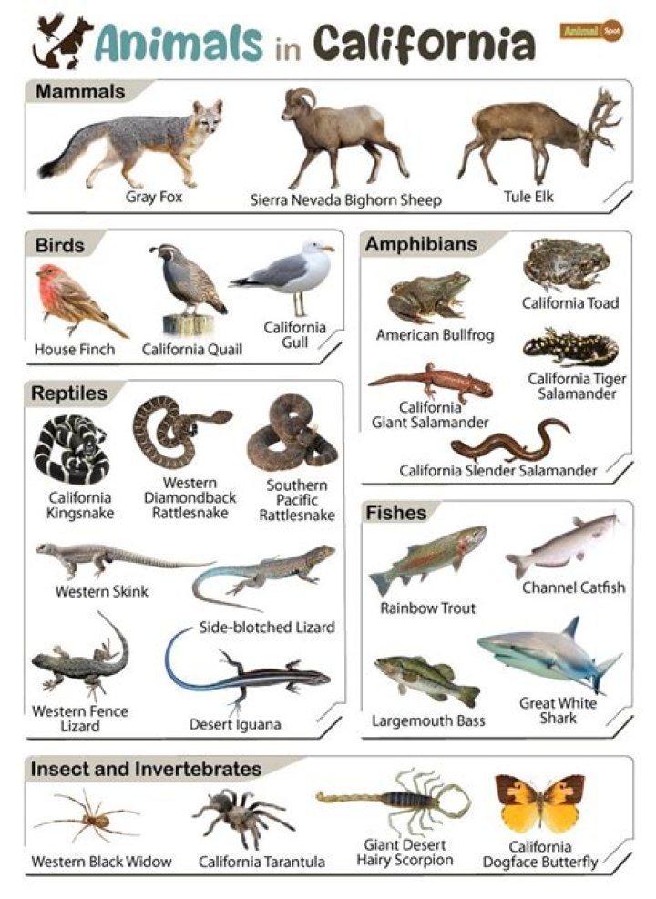 what animals live in the central valley region of california