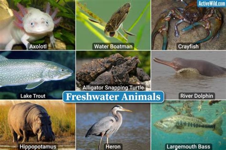 what animals live in the freshwater biome