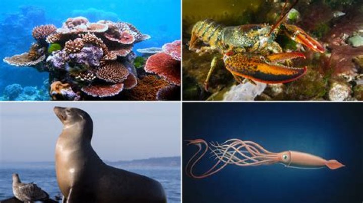 what animals live in the ocean biome