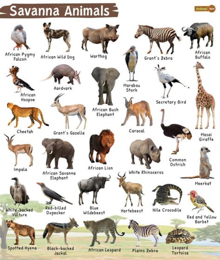 what animals live in the savanna biome