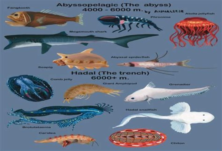 what animals live in the trench zone