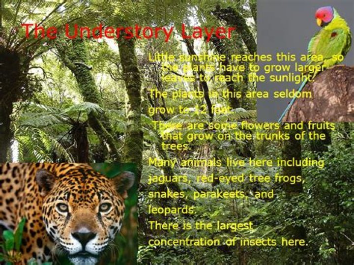 what animals live in the understory layer of the rainforest