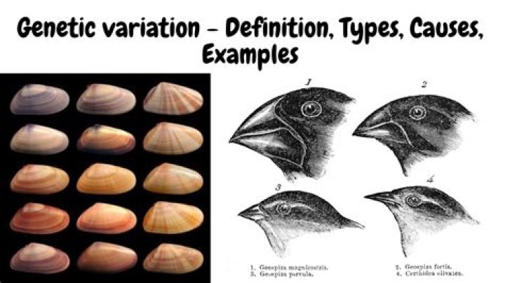 what are 2 main sources of genetic variation