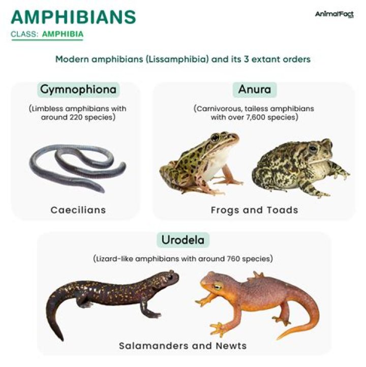 what are 3 adaptations that make frogs amphibians