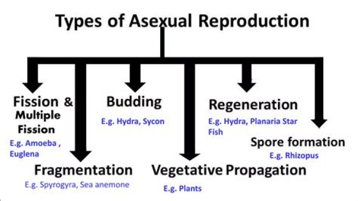 what are 4 types of asexual reproduction