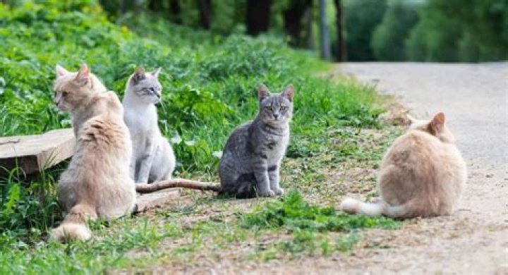 what are a bunch of cats called