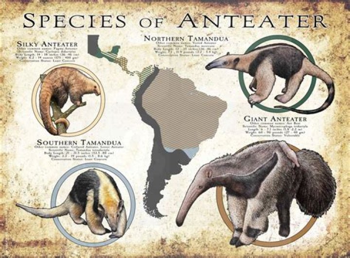 what are anteaters related to