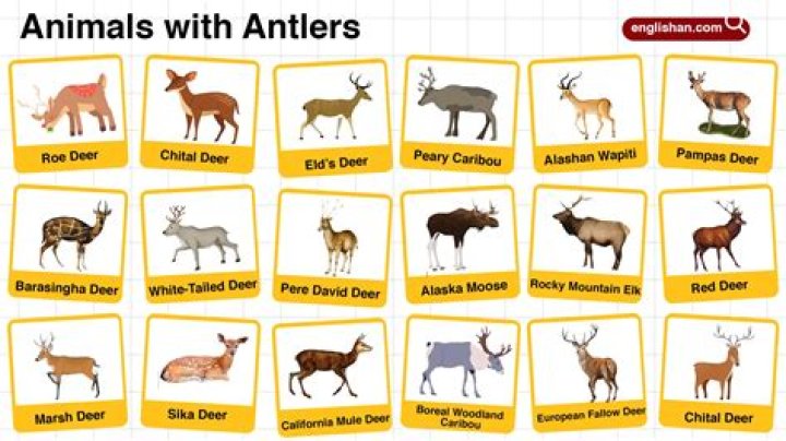 what are antlers for - Lisbd-net.com