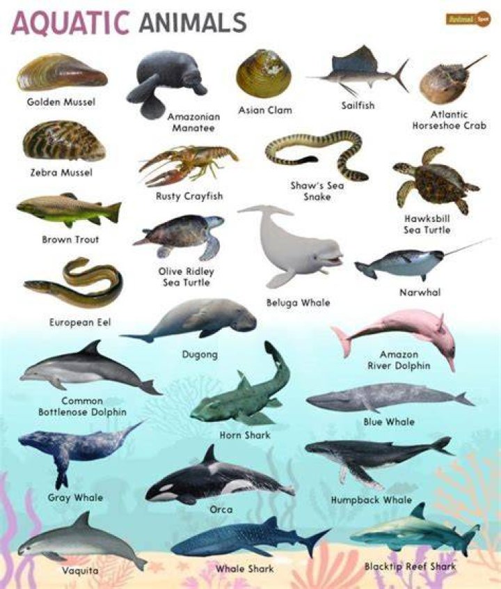 what are aquatic animals - Lisbd-net.com