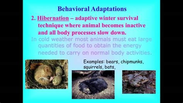 what are behavioral adaptations - Lisbd-net.com