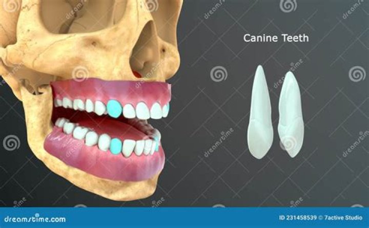 what are canine teeth used for