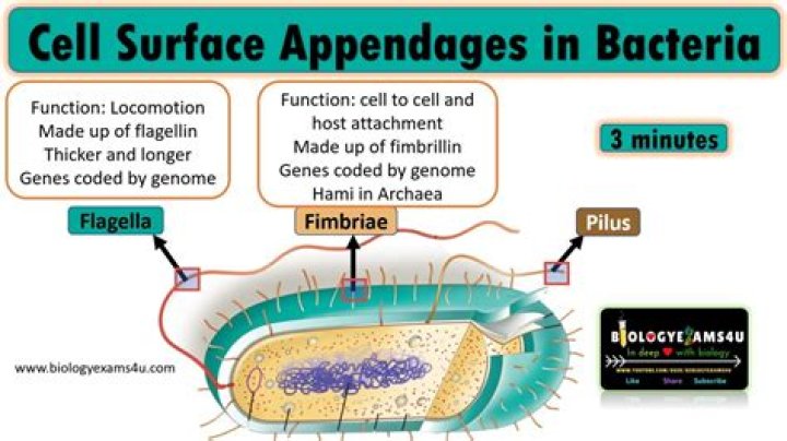 what are cell appendages used for