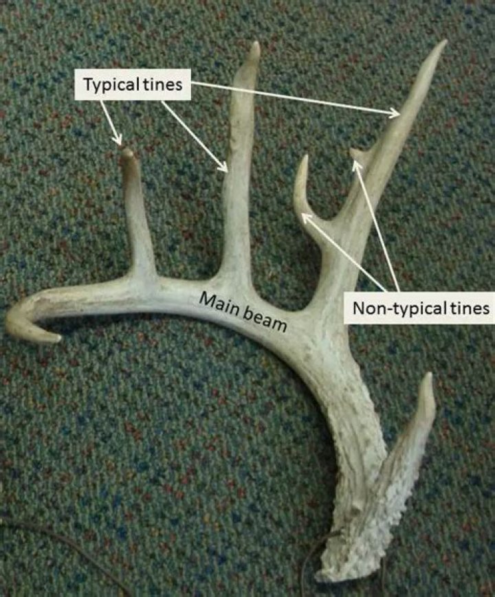 what are deer antlers made out of