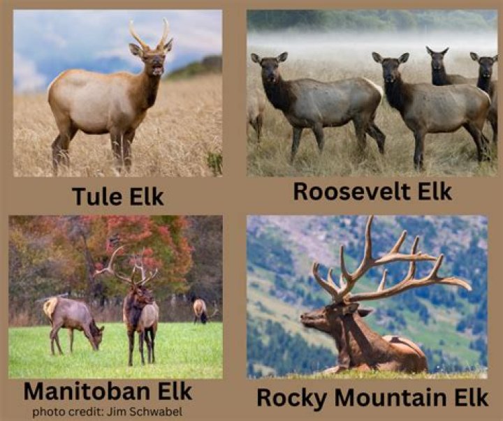 what are female elk called