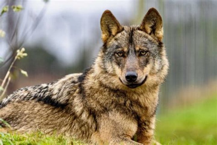 what are female wolves called