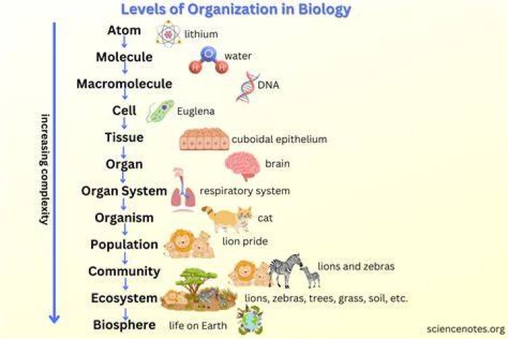 what are four levels of organization in a multicellular organism