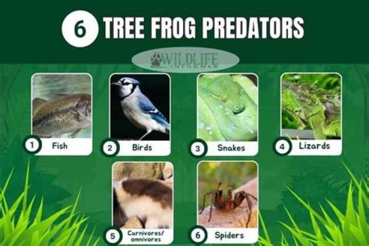 what are frog predators - Lisbd-net.com