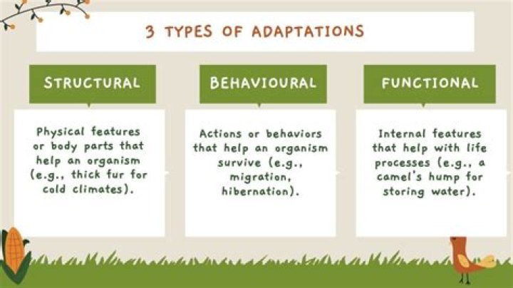 what are functional adaptations - Lisbd-net.com