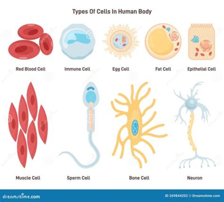 what are human sex cells called