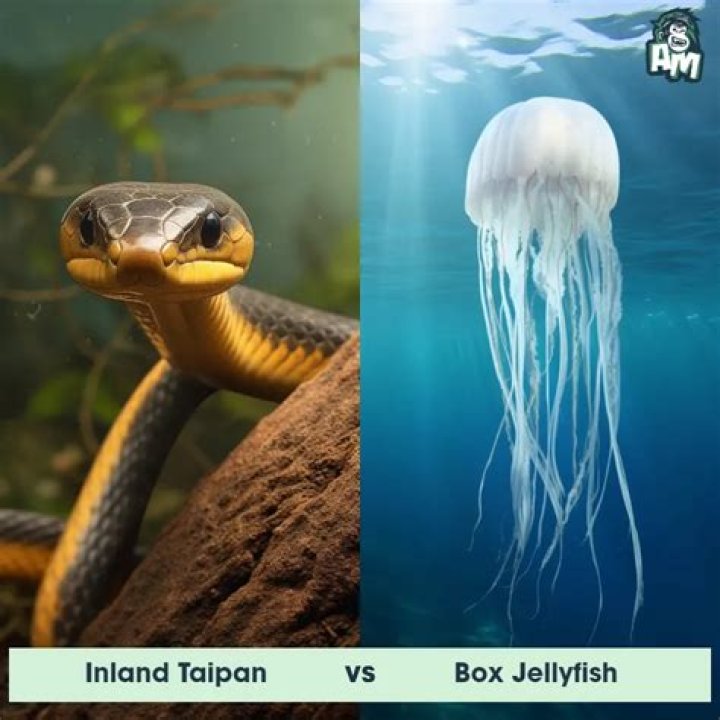 what are jellyfish predators - Lisbd-net.com