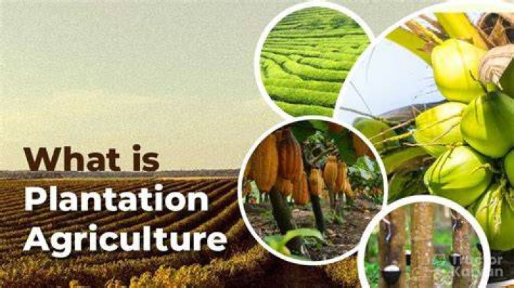 what are plantation crops - Lisbd-net.com