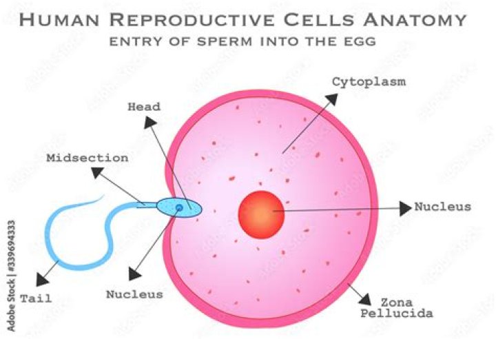 what are reproductive cells called