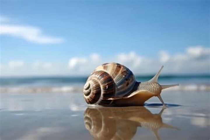 what are sea snails - Lisbd-net.com