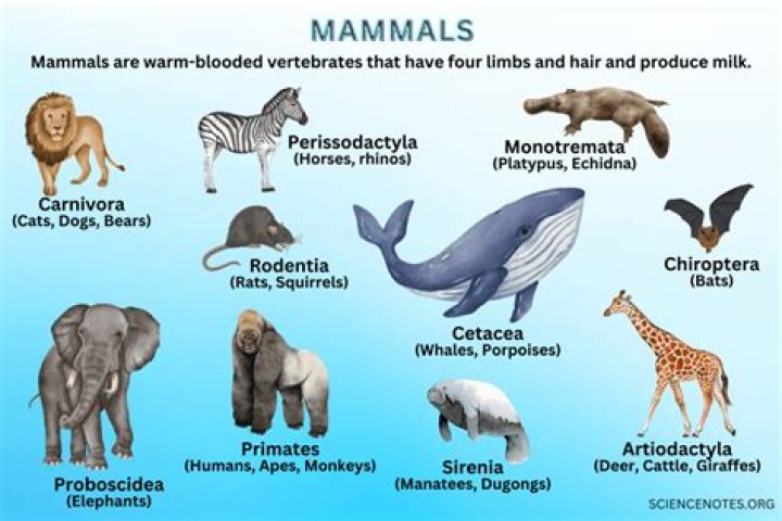 what are sentinel animals give two examples