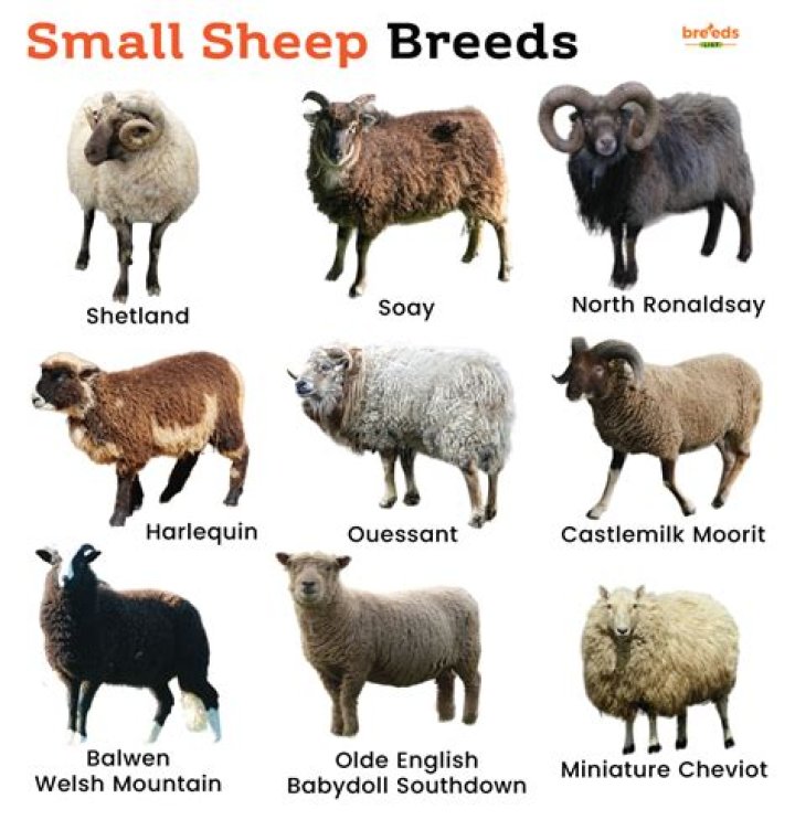 what are sheeps feet called