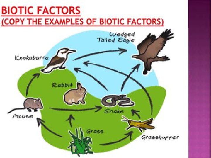 what are some biotic limiting factors?