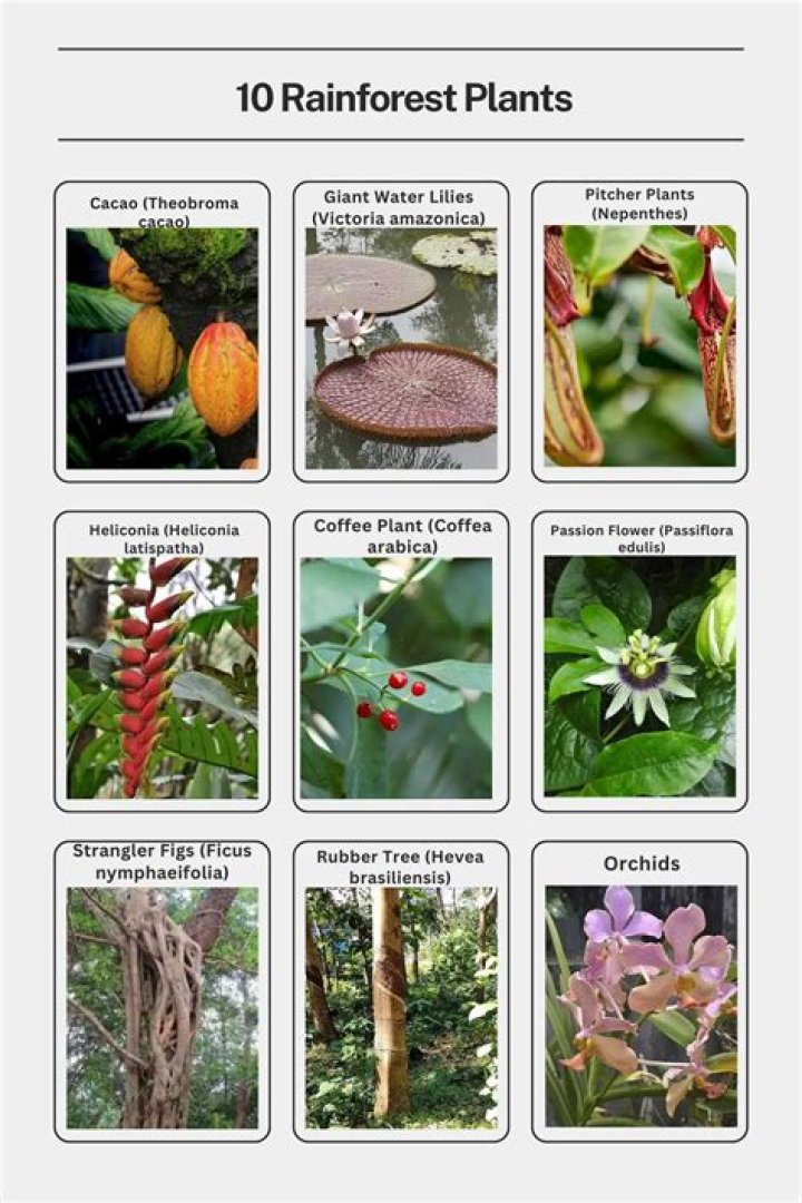 what are some plants that live in the tropical rainforest