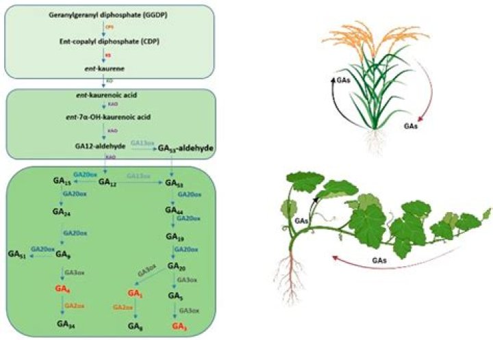 what are structural genes - Lisbd-net.com