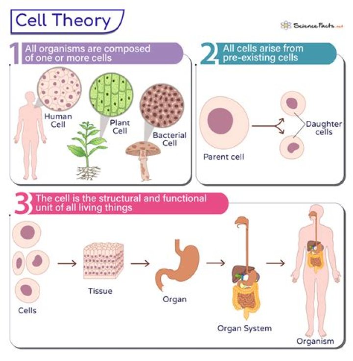 what are the 3 parts of the cell theory?