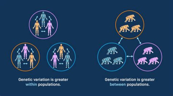 what are the 3 types of genetic variation