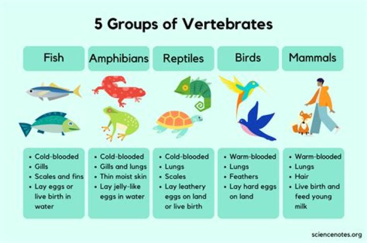 what are the 5 classes of vertebrates