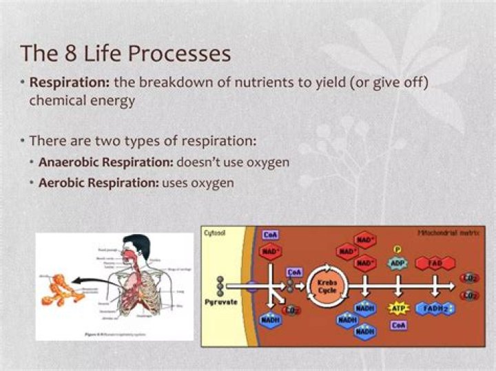 what are the 8 life functions