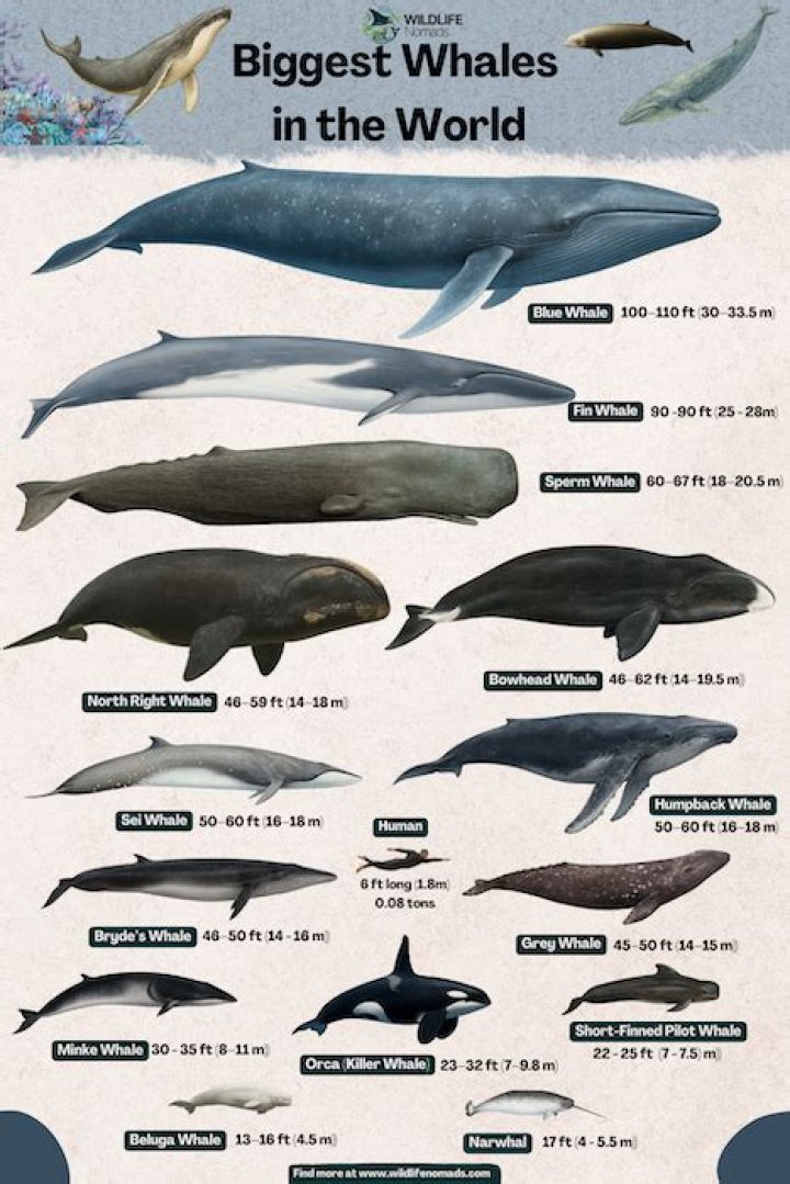 what are the biggest whales