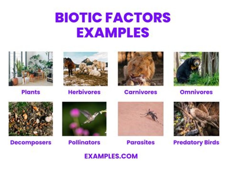 what are the biotic and abiotic factors that limit population size?