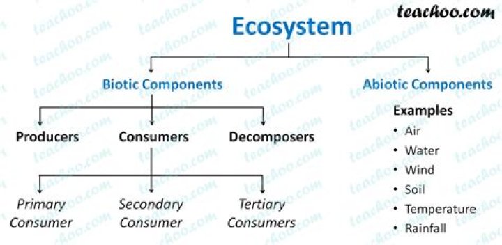 what are the components of ecosystem