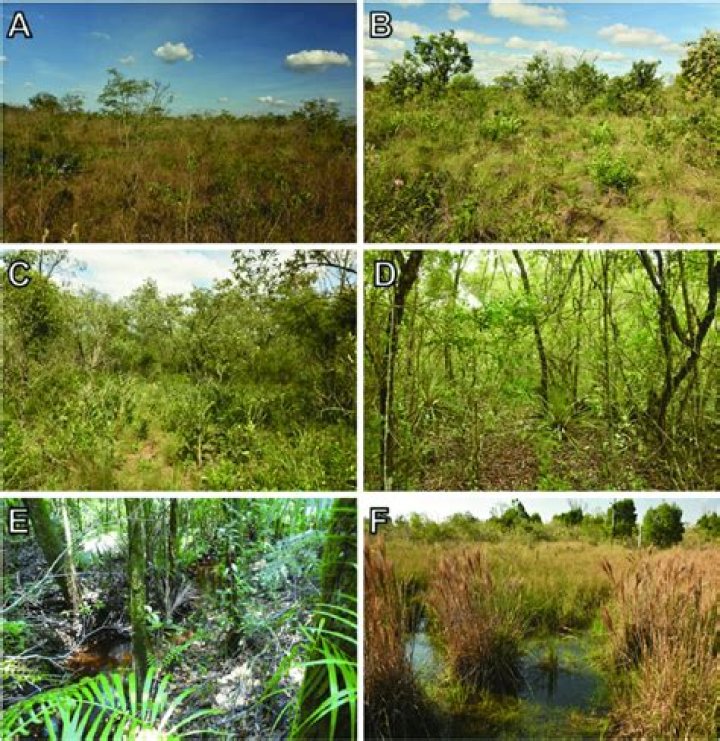 what are the different kinds of vegetation growing in africa