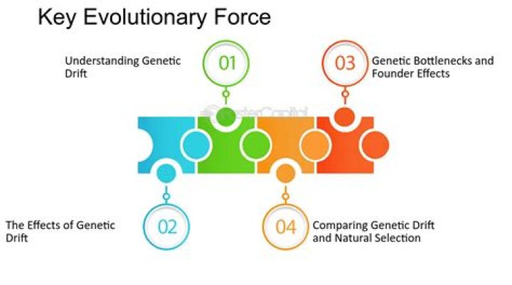 what are the four main evolutionary forces