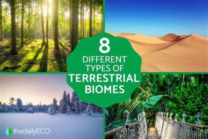 what are the four major classes of earth's terrestrial biomes.