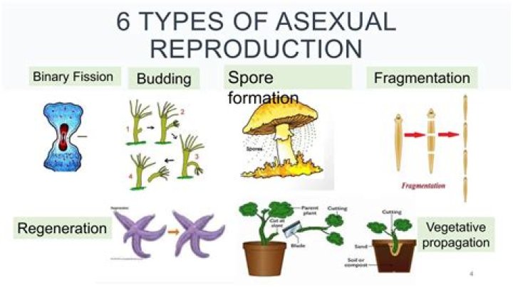 what are the four types of asexual reproduction