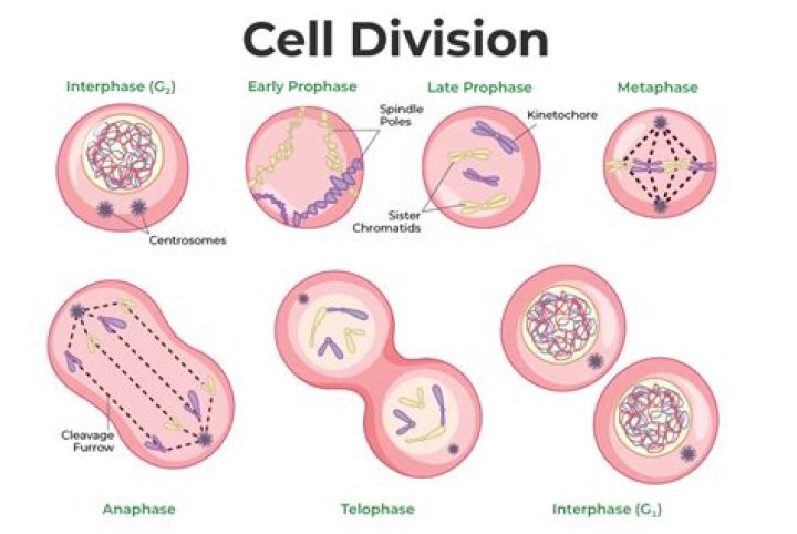 what are the functions of cell division